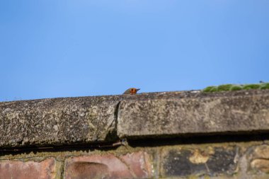 Avrupalı Robin (Erithacus rubecula), Avrupa 'da yaşayan ikonik bir kuştur. Canlı kırmızı göğsüyle tanınan, kışın ve tezahüratın sembolüdür..