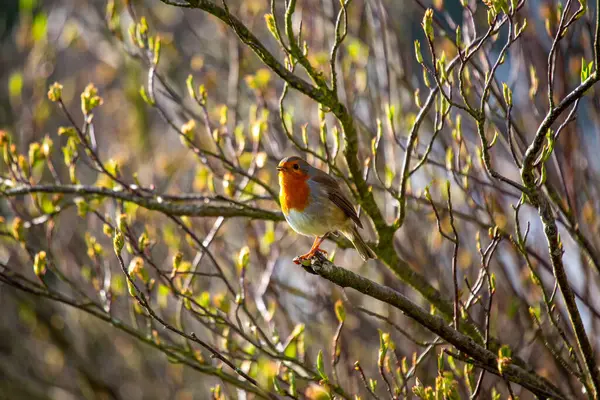 Европейский Робин Erithacus Rubecula Маленькая Знаковая Птица Рожденная Европе Известный — стоковое фото