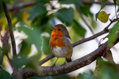 İrlanda 'nın Dublin kentinde görülen büyüleyici bir Avrupalı Robin Red Breast (Erithacus rubecula). Dublin 'in canlı kuş yaşamını ve doğal güzelliğini keşfedin..