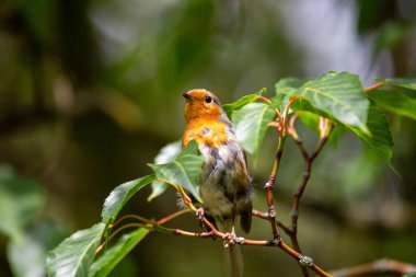 İrlanda 'nın Dublin kentinde görülen büyüleyici bir Avrupalı Robin Red Breast (Erithacus rubecula). Dublin 'in canlı kuş yaşamını ve doğal güzelliğini keşfedin..