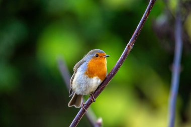 İrlanda 'nın Dublin kentinde görülen büyüleyici bir Avrupalı Robin Red Breast (Erithacus rubecula). Dublin 'in canlı kuş yaşamını ve doğal güzelliğini keşfedin..