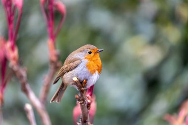 İrlanda 'nın Dublin kentinde görülen büyüleyici bir Avrupalı Robin Red Breast (Erithacus rubecula). Dublin 'in canlı kuş yaşamını ve doğal güzelliğini keşfedin..