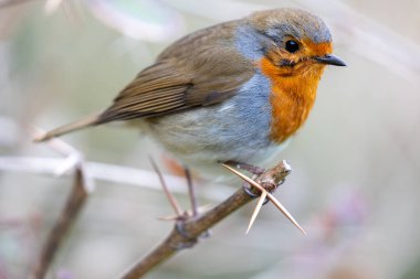 İrlanda 'nın Dublin kentinde görülen büyüleyici bir Avrupalı Robin Red Breast (Erithacus rubecula). Dublin 'in canlı kuş yaşamını ve doğal güzelliğini keşfedin..