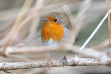 İrlanda 'nın Dublin kentinde görülen büyüleyici bir Avrupalı Robin Red Breast (Erithacus rubecula). Dublin 'in canlı kuş yaşamını ve doğal güzelliğini keşfedin..