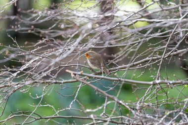 İrlanda 'nın Dublin kentinde görülen büyüleyici bir Avrupalı Robin Red Breast (Erithacus rubecula). Dublin 'in canlı kuş yaşamını ve doğal güzelliğini keşfedin..