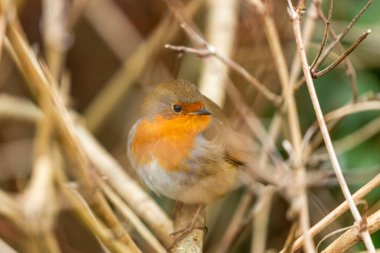 İrlanda 'nın Dublin kentinde görülen büyüleyici bir Avrupalı Robin Red Breast (Erithacus rubecula). Dublin 'in canlı kuş yaşamını ve doğal güzelliğini keşfedin..
