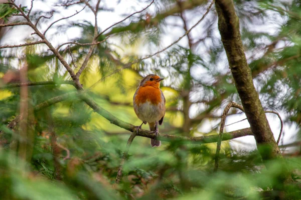 Rlanda Nın Dublin Kentinde Görülen Büyüleyici Bir Avrupalı Robin Red — Stok fotoğraf