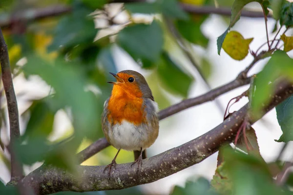 İrlanda 'nın Dublin kentinde görülen büyüleyici bir Avrupalı Robin Red Breast (Erithacus rubecula). Dublin 'in canlı kuş yaşamını ve doğal güzelliğini keşfedin..