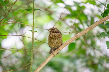 İrlanda, Dublin 'de güzel bir bebek olan Robin Red Breast (Erithacus rubecula). Bu genç Avrupalı Robin bölgenin çeşitli kuş güzelliklerini sergiliyor.