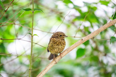 İrlanda, Dublin 'de güzel bir bebek olan Robin Red Breast (Erithacus rubecula). Bu genç Avrupalı Robin bölgenin çeşitli kuş güzelliklerini sergiliyor.