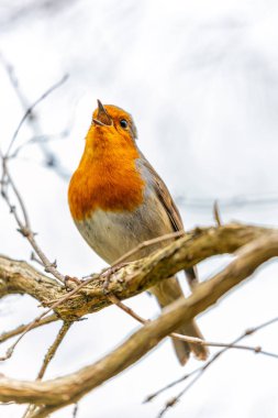 Dublin, İrlanda 'dan canlı bir Robin Red Breast (Erithacus rubecula). Ayırt edici kırmızı-turuncu göğsüyle tanınan bu büyüleyici kuş, İrlanda bahçelerinde ve ormanlık alanlarda yaygın olarak görülür..