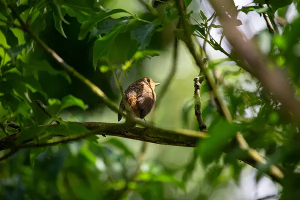 İrlanda, Dublin 'de güzel bir bebek olan Robin Red Breast (Erithacus rubecula). Bu genç Avrupalı Robin bölgenin çeşitli kuş güzelliklerini sergiliyor.