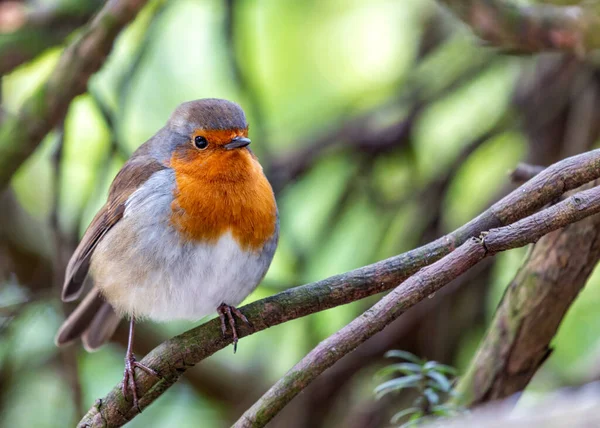 stock image A vibrant Robin Red Breast (Erithacus rubecula) from Dublin, Ireland. Known for its distinctive red-orange breast, this charming bird is a common sight in Irish gardens and woodlands.