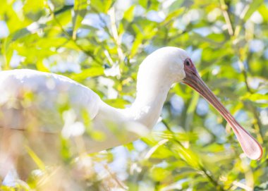 Zarif Afrika Kaşığı, Platalea alba, Kenya 'nın sulak alanlarında bulundu, eşsiz gagasıyla hava atıyor..