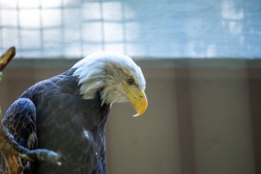 Görkemli Amerikan Kel Kartalı, Haliaeetus leucocephalus, Amerikan özgürlüğünün simgesi olan Rocky Dağları 'nın üzerinde süzülür..