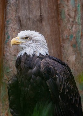 Görkemli Amerikan Kel Kartalı, Haliaeetus leucocephalus, Amerikan özgürlüğünün simgesi olan Rocky Dağları 'nın üzerinde süzülür..