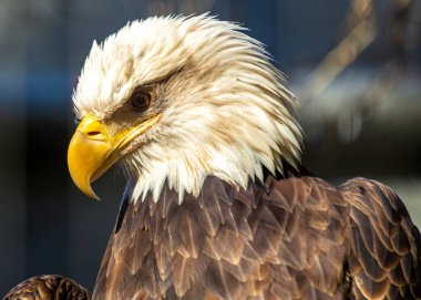 Görkemli Amerikan Kel Kartalı, Haliaeetus leucocephalus, Amerikan özgürlüğünün simgesi olan Rocky Dağları 'nın üzerinde süzülür..