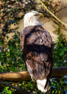 Görkemli Amerikan Kel Kartalı, Haliaeetus leucocephalus, Amerikan özgürlüğünün simgesi olan Rocky Dağları 'nın üzerinde süzülür..