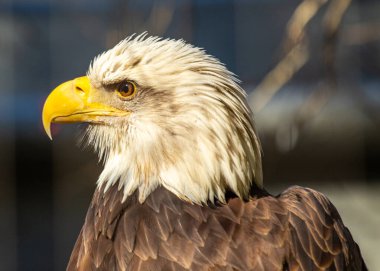Görkemli Amerikan Kel Kartalı, Haliaeetus leucocephalus, Amerikan özgürlüğünün simgesi olan Rocky Dağları 'nın üzerinde süzülür..
