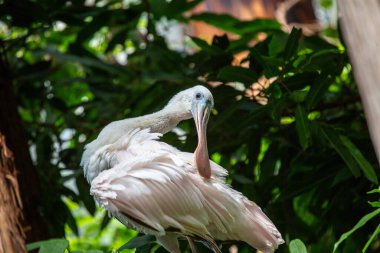 Zarif Roseate Spoonbill, Platalea ajaja, Florida 'nın sulak alanlarını canlı tüyleriyle süslüyor..