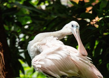 Zarif Roseate Spoonbill, Platalea ajaja, Florida 'nın sulak alanlarını canlı tüyleriyle süslüyor..