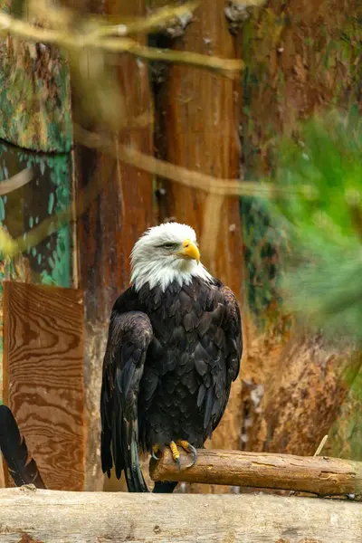 Majestic American Bald Eagle Haliaeetus Leucocephalus Vznáší Nad Skalistými Horami — Stock fotografie