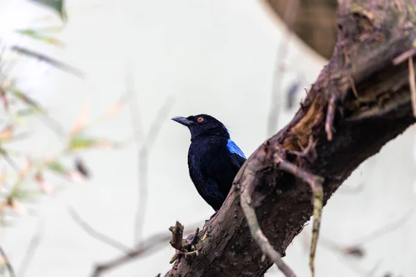 Exquise Fée Asiatique Bluebird Irena Puella Capturée Dans Les Forêts — Photo