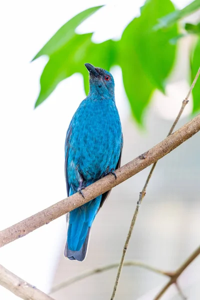 Utsökt Asiatisk Fairy Bluebird Irena Puella Fångas Lummiga Skogarna Malaysia — Stockfoto