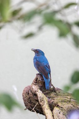 Enfes Asya Peri Kuşu, Irena Puella, canlı tüylerini sergileyerek Malezya 'nın yemyeşil ormanlarında yakalandı..