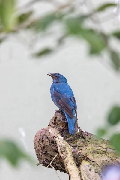 Exquisite Asiatische Fee Blauvogel Irena Puella Gefangen Den Üppigen Wäldern — Stockfoto