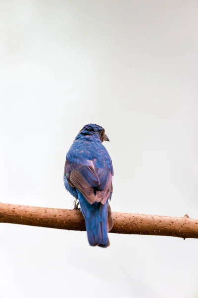 在马来西亚茂密的森林中捕捉到的美丽的亚洲仙女蓝鸟Irena Puella展示了它充满活力的羽毛 — 图库照片