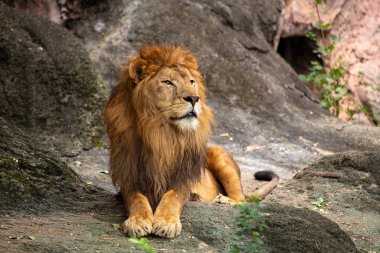 Görkemli Afrika Aslanı, Panthera Leo, Afrika savanasında dolaşır, kıtanın ikonik yaban hayatını temsil eder..