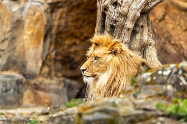 Görkemli Afrika Aslanı, Panthera Leo, Afrika savanasında dolaşır, kıtanın ikonik yaban hayatını temsil eder..