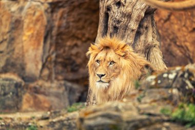 Görkemli Afrika Aslanı, Panthera Leo, Afrika savanasında dolaşır, kıtanın ikonik yaban hayatını temsil eder..
