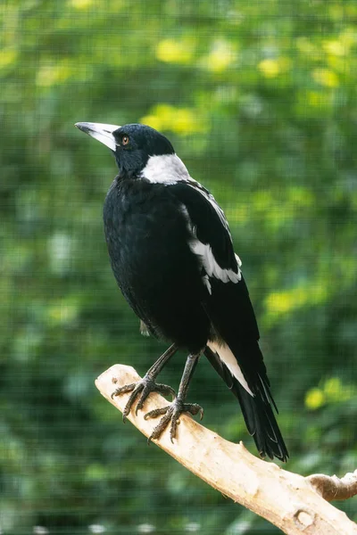Iconic Australian Magpie, Gymnorhina tibicen, native to Australia, displaying its striking black and white plumage.