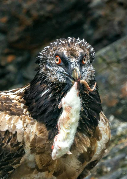 Rare moment captured: Bearded Vulture, Gypaetus barbatus, dining on a mouse in Iran\'s rugged terrain. A testament to nature\'s balance.