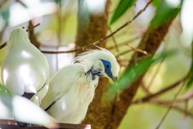 Büyüleyici Bali Mynah, Leucopsar Rothschildi, Endonezya Bali 'ye özgü ikonik bir kuş türü..