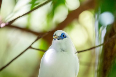 Büyüleyici Bali Mynah, Leucopsar Rothschildi, Endonezya Bali 'ye özgü ikonik bir kuş türü..