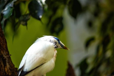 Büyüleyici Bali Mynah, Leucopsar Rothschildi, Endonezya Bali 'ye özgü ikonik bir kuş türü..