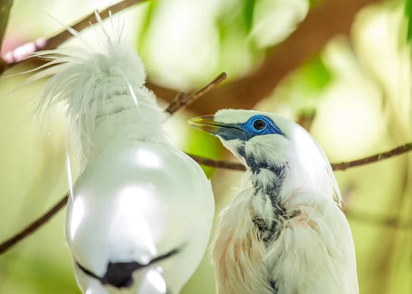 Захватывающие Бали Mynah Leucopsar Rothschildi Культовый Вид Птиц Эндемичных Бали — стоковое фото