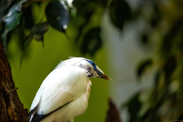 Mynah Bali Leucopsar Rothschildi Une Espèce Oiseau Emblématique Endémique Bali — Photo