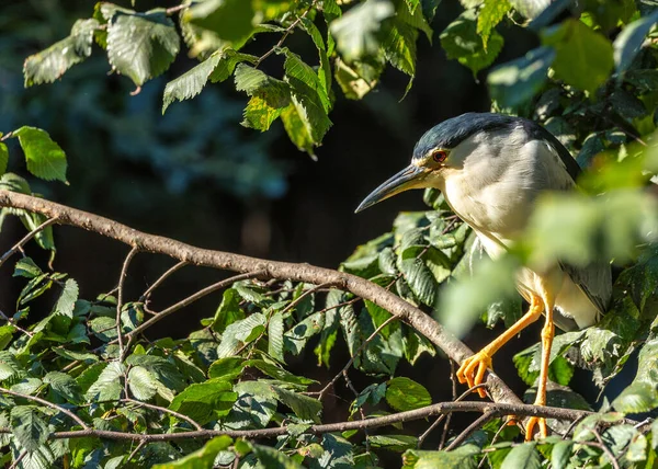 Graceful Adult Black Crowned Night Heron Nycticorax Nycticorax Nocturnal Marvel — Stock Photo, Image