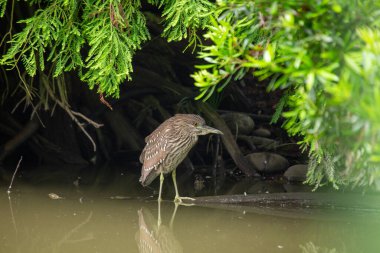 Genç siyah taçlı bir Gece Balıkçıl, Nycticorax nycticorax, California 'daki doğal ortamında yakalandı..