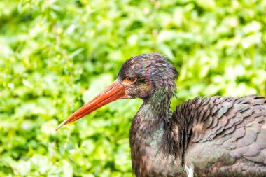Majestic Black Stork ve Ciconia zencileri, çarpıcı varlığıyla Doğu Avrupa 'nın sulak alanlarını şereflendiriyor.