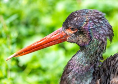 Majestic Black Stork ve Ciconia zencileri, çarpıcı varlığıyla Doğu Avrupa 'nın sulak alanlarını şereflendiriyor.