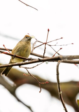 Dublin 'in Botanik Bahçeleri' nde güzelliğini ve zarafetini sergileyen kadın asfaltı (Sylvia atricapilla) görüldü..