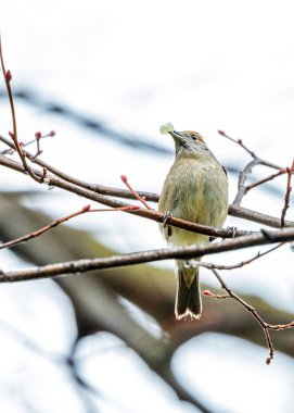 Dublin 'in Botanik Bahçeleri' nde güzelliğini ve zarafetini sergileyen kadın asfaltı (Sylvia atricapilla) görüldü..
