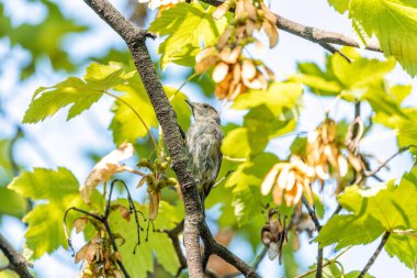 Dublin 'in Botanik Bahçeleri' nde güzelliğini ve zarafetini sergileyen kadın asfaltı (Sylvia atricapilla) görüldü..