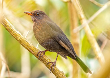 Dişi bir Karatavuk (Turdus merula) Dublin 'in Botanik Bahçeleri' nde zarafet ve cazibesini sergileyerek görüldü..