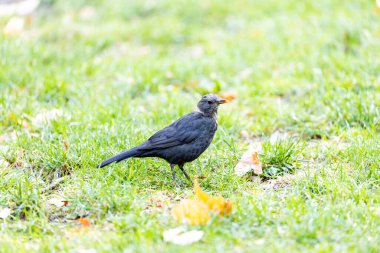 Dişi bir Karatavuk (Turdus merula) Dublin 'in Botanik Bahçeleri' nde zarafet ve cazibesini sergileyerek görüldü..